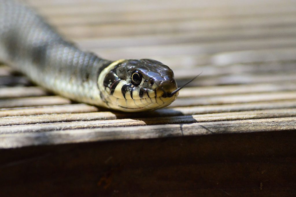 ¿Y si una serpiente venenosa entra en tu casa?